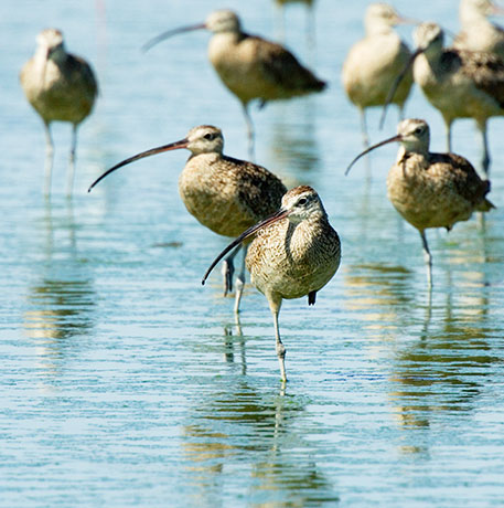 Long-billed Curlew Numenius americanus 