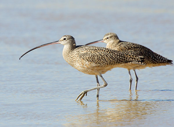Long-billed Curlew Numenius americanus 
