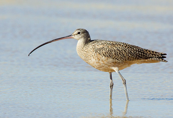 Long-billed Curlew Numenius americanus 