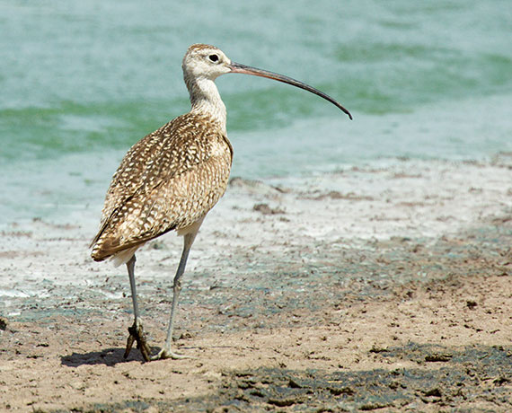 Long-billed Curlew Numenius americanus 