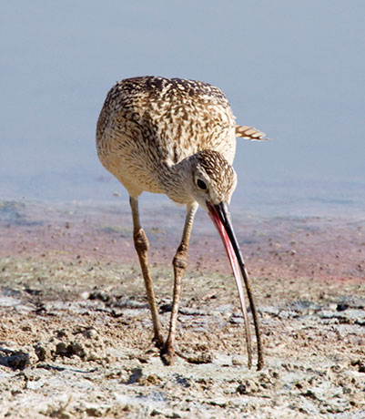 Long-billed Curlew Numenius americanus 