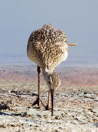 Long-billed Curlew Numenius americanus 