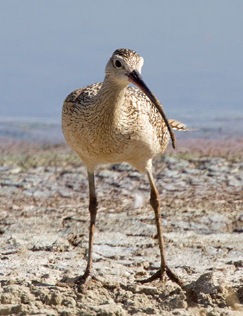 Long-billed Curlew Numenius americanus 