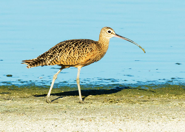 Long-billed Curlew Numenius americanus 
