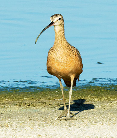 Long-billed Curlew Numenius americanus 