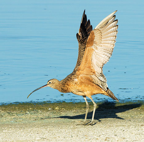 Long-billed Curlew Numenius americanus 
