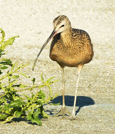 Long-billed Curlew Numenius americanus 