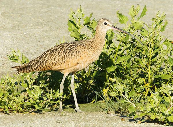 Long-billed Curlew Numenius americanus 