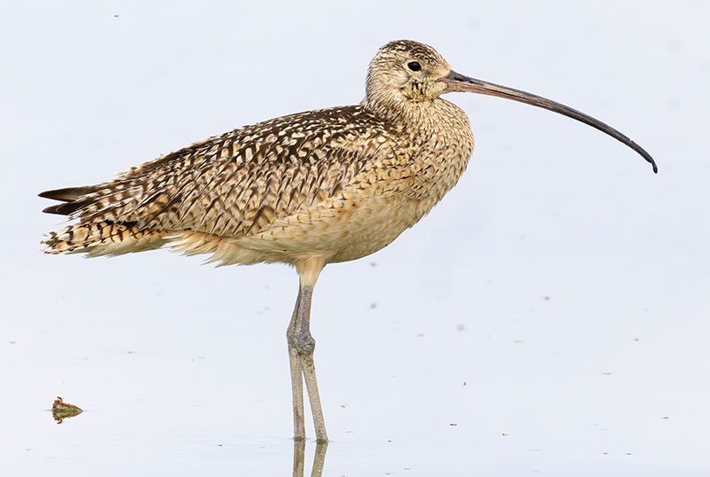 Long-billed Curlew Numenius americanus 