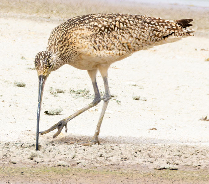 Long-billed Curlew Numenius americanus 