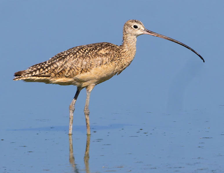 Long-billed Curlew Numenius americanus 