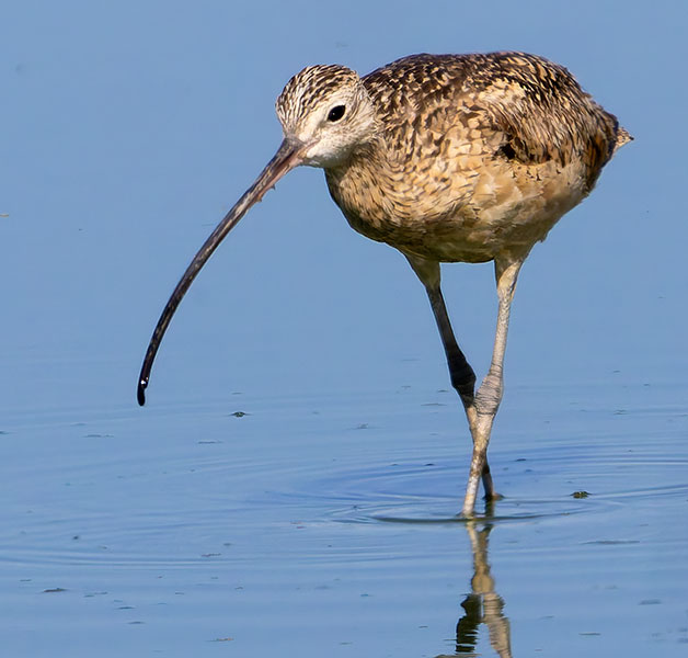 Long-billed Curlew Numenius americanus 
