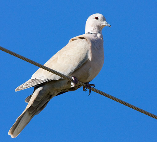 Eurasian Collared-Dove Streptopelia decaocto