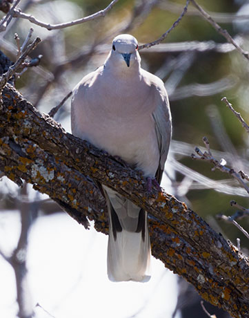 Eurasian Collared-Dove Streptopelia decaocto
