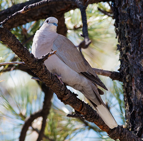 Eurasian Collared-Dove Streptopelia decaocto