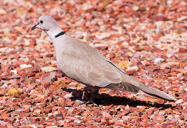Eurasian Collared-Dove Streptopelia decaocto