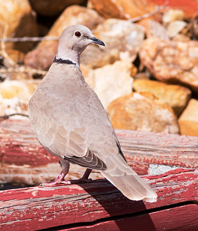 Eurasian Collared-Dove Streptopelia decaocto