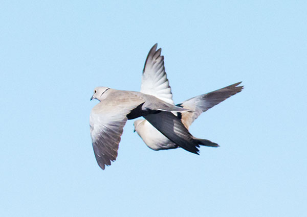 Eurasian Collared-Dove Streptopelia decaocto