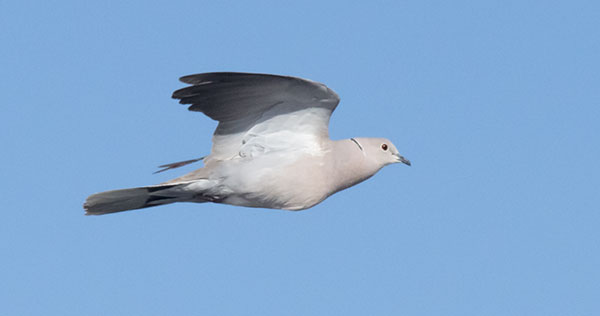 Eurasian Collared-Dove Streptopelia decaocto