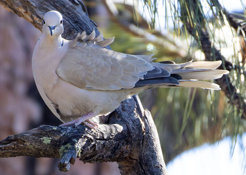 Eurasian Collared-Dove Streptopelia decaocto