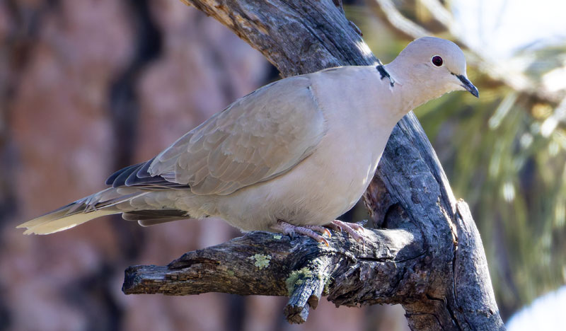 Eurasian Collared-Dove Streptopelia decaocto