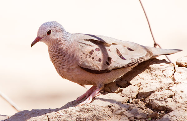 Common Ground-Dove Columbina passerina 