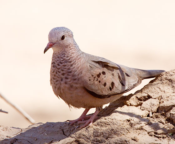 Common Ground-Dove Columbina passerina 