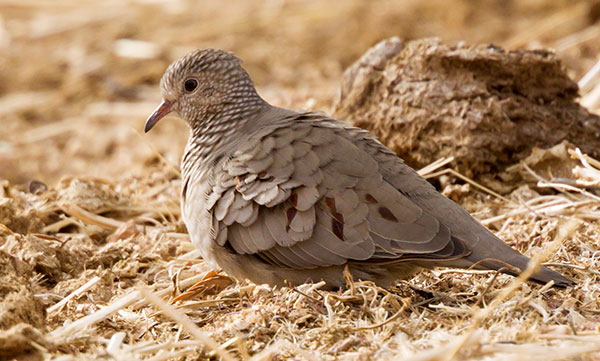 Common Ground-Dove Columbina passerina 