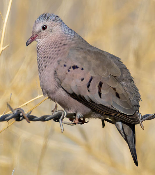 Common Ground-Dove Columbina passerina 