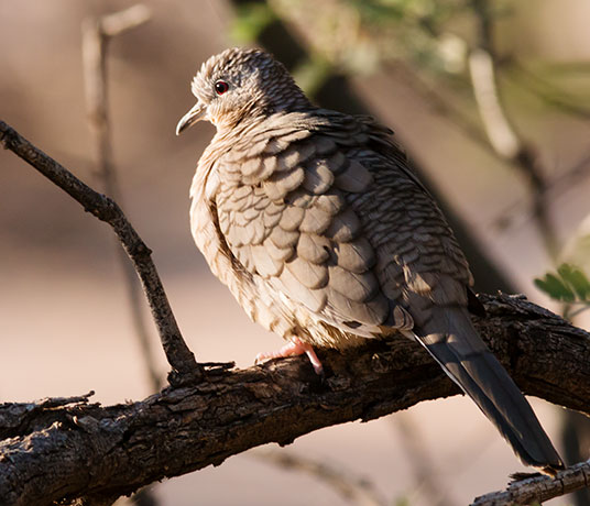 Inca Dove Columbina inca