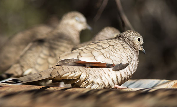 Inca Dove Columbina inca