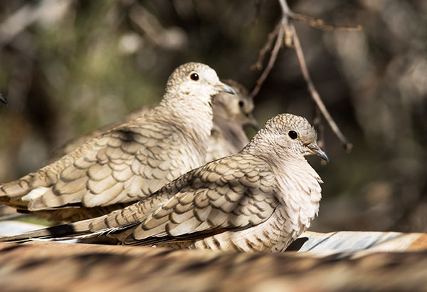 Inca Dove Columbina inca