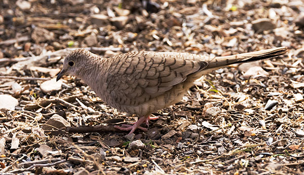 Inca Dove Columbina inca