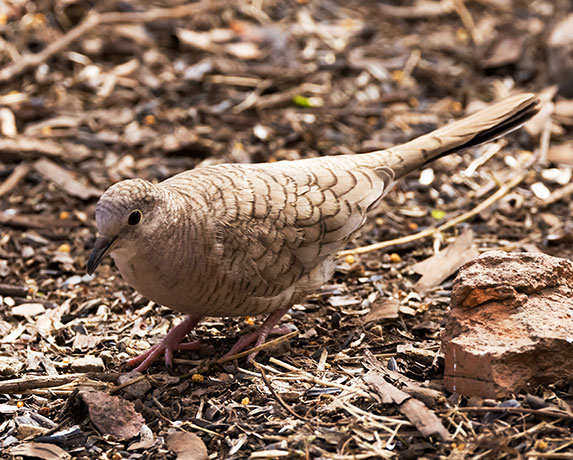 Inca Dove Columbina inca