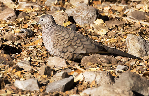 Inca Dove Columbina inca
