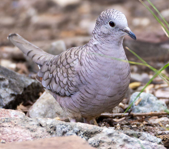 Inca Dove Columbina inca