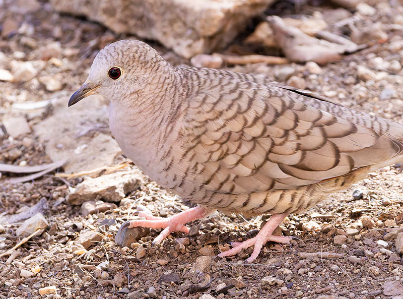 Inca Dove Columbina inca