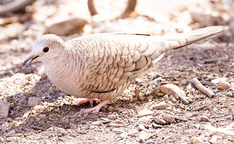 Inca Dove Columbina inca