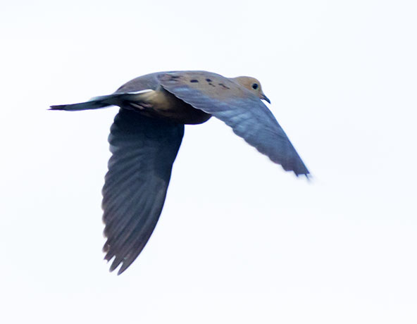 Mourning Dove Zenaida macroura