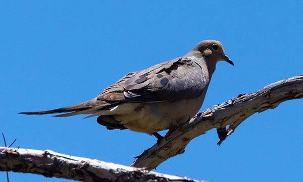 Mourning Dove Zenaida macroura