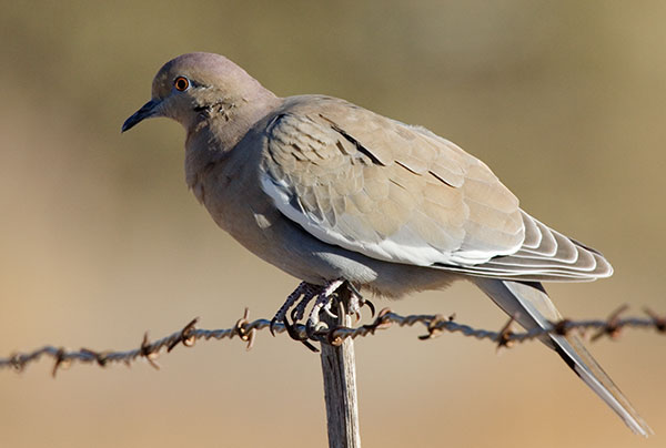 White-winged Dove Zenaida asiatica 