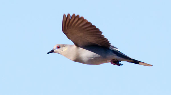 White-winged Dove Zenaida asiatica 