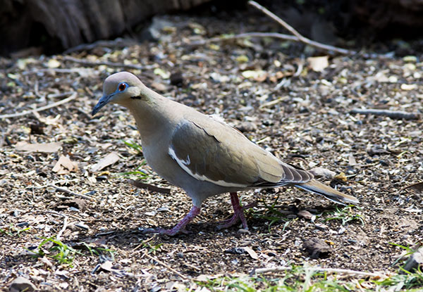 White-winged Dove Zenaida asiatica 