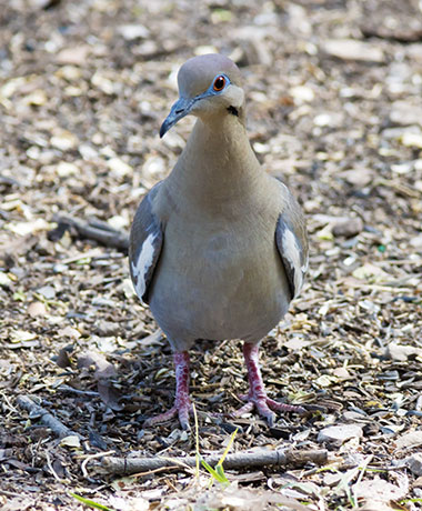 White-winged Dove Zenaida asiatica 