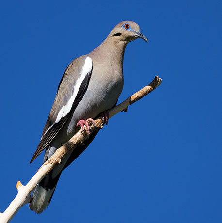 White-winged Dove Zenaida asiatica 