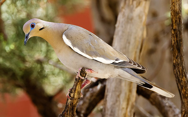 White-winged Dove Zenaida asiatica 