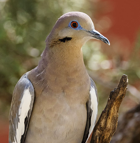 White-winged Dove Zenaida asiatica 