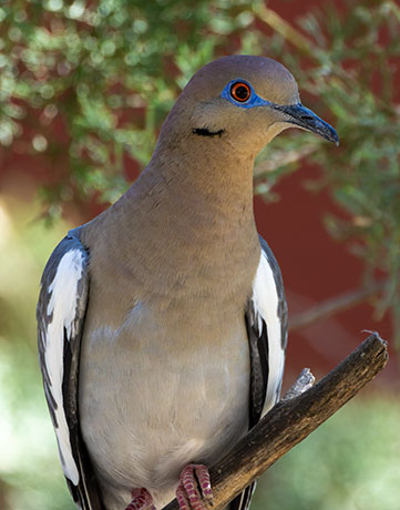 White-winged Dove Zenaida asiatica 