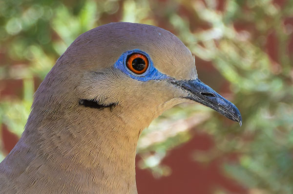 White-winged Dove Zenaida asiatica 