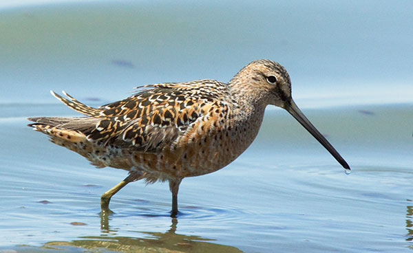 Long-billed Dowitcher Limnodromus scolopaceus 